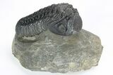 Excellent Phacopid (Morocops) Trilobite - Morocco #216580-5